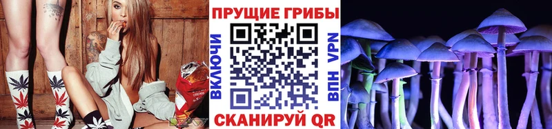 Купить где  Гусь-Хрустальный  Галлюциногенные грибы Psilocybine cubensis 